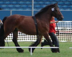 broodmare Erika H 43617 (Rhenish-German Cold-Blood, 1977, from Ulan von Estedt 3542)