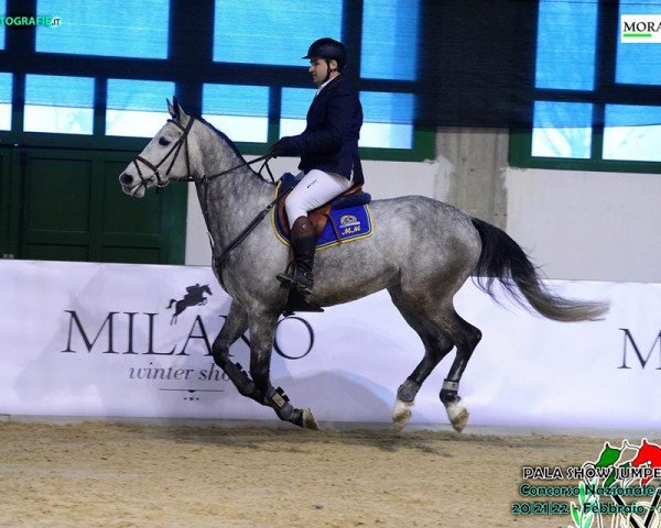 horse Thunderball (Sella Italiano, 2008, from Campione)