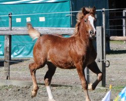 jumper Melbrigda Mervyn (Welsh-Cob (Sek. D), 2014, from Meisterhofs Mad Max)