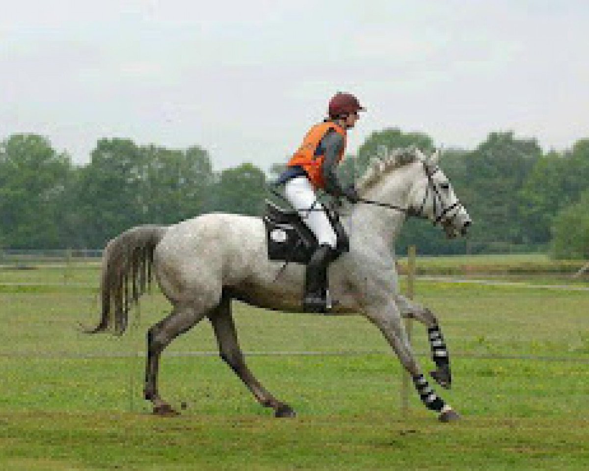 Zuchtstute Liebelei v.Wartenberg (Deutsches Reitpferd, 1998, von Carolus I)