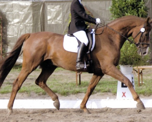 dressage horse Rodney 71 (Oldenburg, 2001, from Rubin Royal OLD)