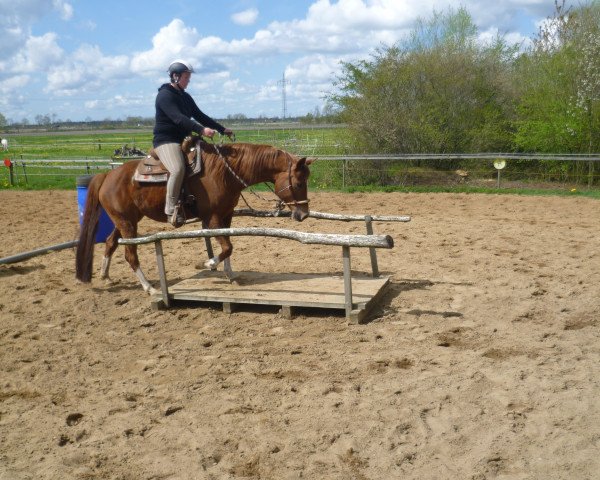 broodmare Anisah Bint Mum (Quarab, 2004, from Mum ox)