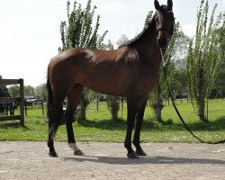 horse Eleonora (KWPN (Royal Dutch Sporthorse), 2009, from Jazz)