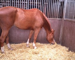 broodmare Faya (KWPN (Royal Dutch Sporthorse), 2010, from Michael)