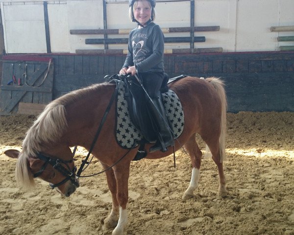 horse Waldklees Hot and Cold Holly (Welsh mountain pony (SEK.A), 2009, from Coelenhage's Don Pedro)