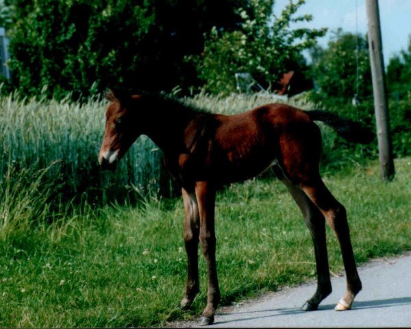 horse Udinèe (Trakehner, 2002, from Michelangelo)