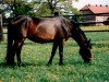 broodmare Udina (Trakehner, 1982, from Illuster)