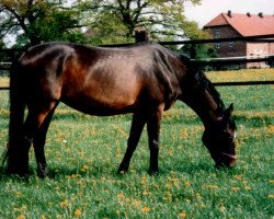 broodmare Udina (Trakehner, 1982, from Illuster)