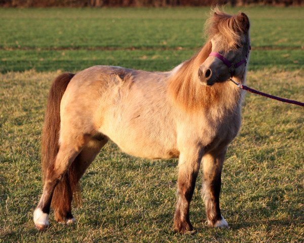 broodmare Ilona (German Classic Pony, 2007, from Jackie)