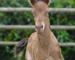 Pferd Kheeton (Arabisches Halbblut / Partbred, 2014, von Khalvin Khlein KpM)