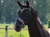 broodmare Wendy (Hanoverian, 2002, from Weltmeyer)