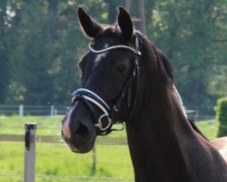 broodmare Wendy (Hanoverian, 2002, from Weltmeyer)