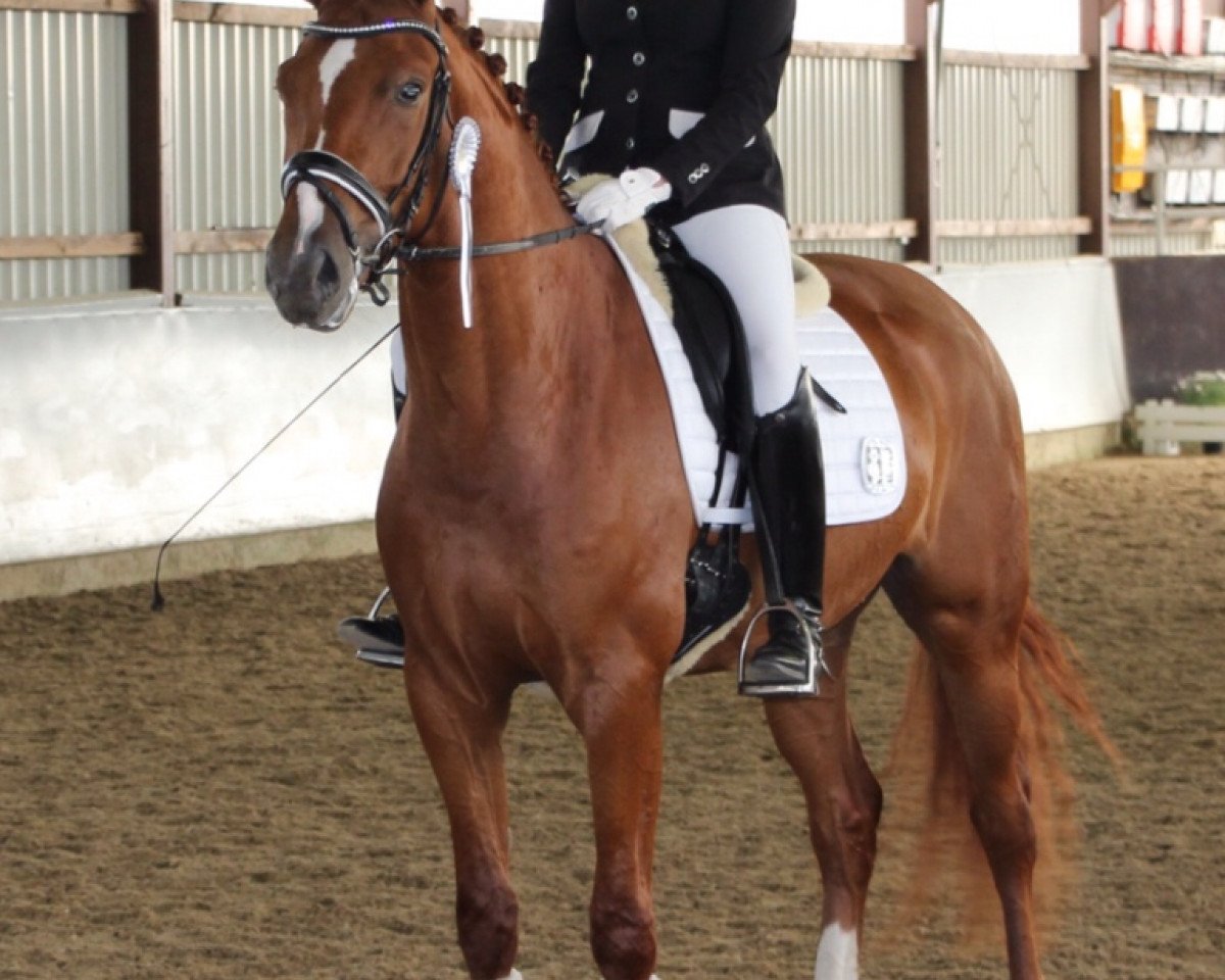 dressage horse Supreme Selection SH (Westphalian, 2011, from Sunday)