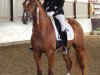 dressage horse Supreme Selection SH (Westphalian, 2011, from Sunday)