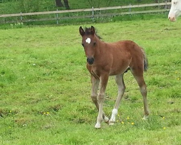 horse Etoile (Little German Riding Horse, 2015, from El Sharin)