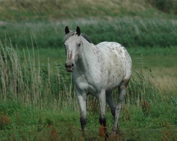 broodmare Mona Lisa (Knabstrupper, 2010, from Thor)