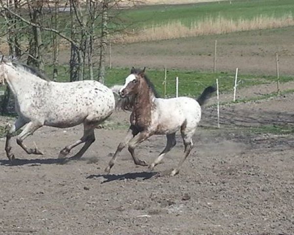 horse Maleficent (Arab half breed / Partbred, 2015, from El Sharin)