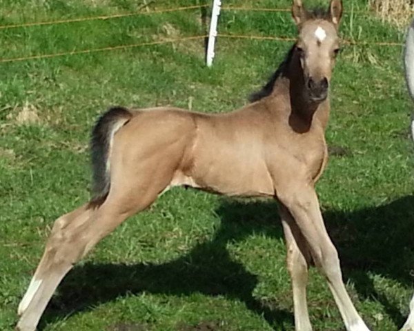 horse Einzelstück (German Riding Pony, 2015, from El Sharin)