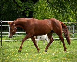 Pferd Taps Klassy Bar (Quarter Horse, 2007)