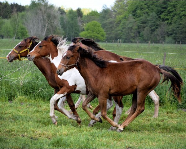 horse 2 niedliche Quarter Horse/Appaloosa Jährlinge (Quarter Horse,  )