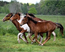 Pferd 2 niedliche Quarter Horse/Appaloosa Jährlinge (Quarter Horse,  )