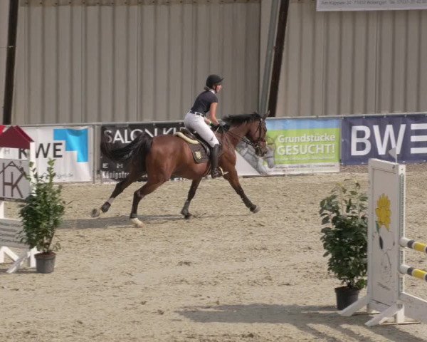 Reitturnier Ehningen 2020