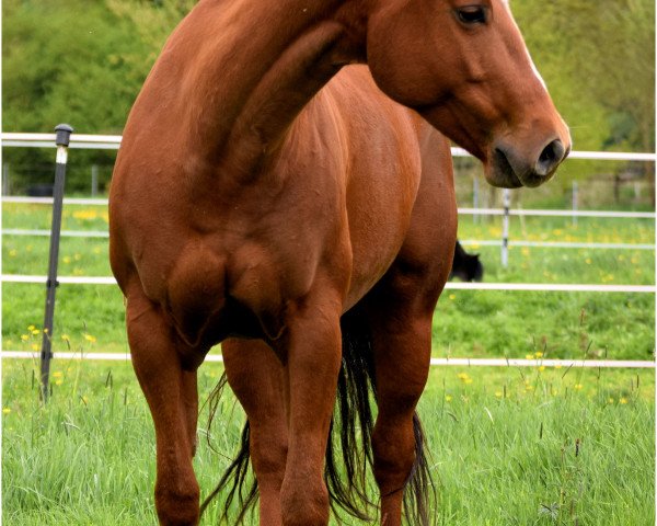 broodmare Bright Bar Light (Quarter Horse, 2005)