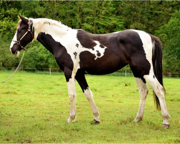 horse Lamida (Pinto / Pleasure, 2013)