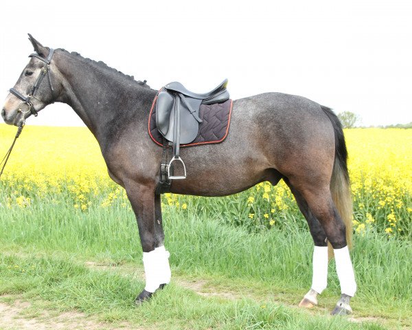 horse Trakehner Wallach (Trakehner, 2011)