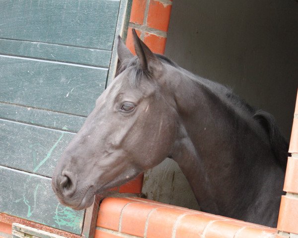 broodmare Elle est noire (Oldenburg, 2011, from Lord Laurie)