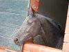 broodmare Elle est noire (Oldenburg, 2011, from Lord Laurie)