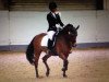 dressage horse Valentino 241 (German Riding Pony, 2002, from Viktor)