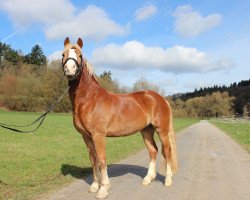 Springpferd Mentor 56 (KWPN (Niederländisches Warmblut), 2009, von Thorneyside The Hunter)