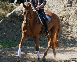 dressage horse Mylo AS (Hanoverian, 2010, from Mont du Cantal AA)