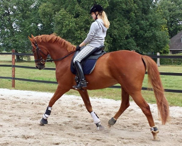 dressage horse Mylo (Hanoverian, 2010)