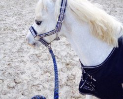 Pferd Charly (Welsh Mountain Pony (Sek.A), 2004, von Springbourne Glide)