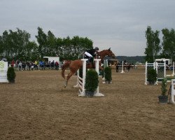 jumper Chilly Billy (Oldenburg show jumper, 2006, from Champion For Pleasure)