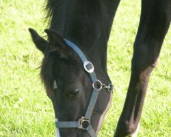 dressage horse Destin (Oldenburg, 2010, from Desperados FRH)