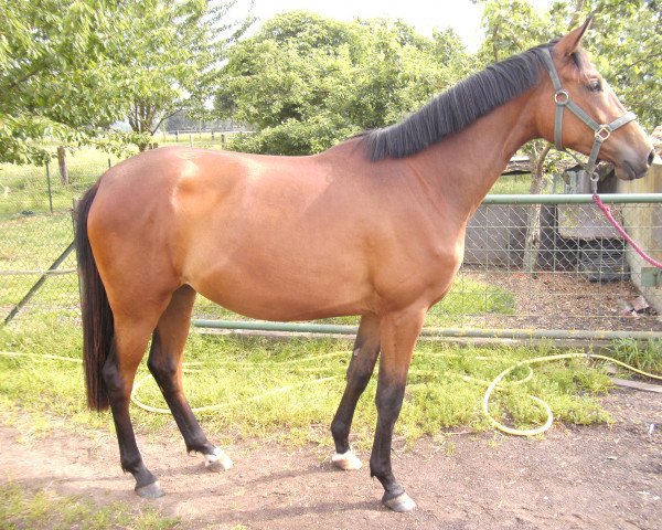 broodmare High-Noon (Trakehner, 2008, from Pricolino)