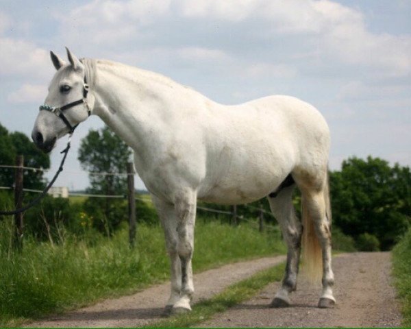 dressage horse Cariño (Andalusier, 2007)