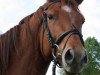 dressage horse Trojano (Trakehner, 2010, from Rheinklang)