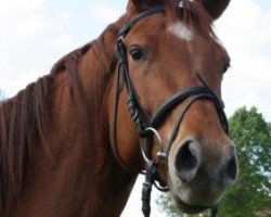 dressage horse Trojano (Trakehner, 2010, from Rheinklang)