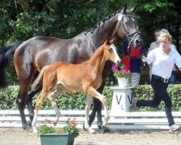 broodmare Tulipan (Trakehner, 2011, from Perechlest)