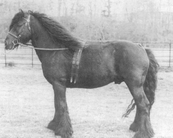 Deckhengst Heltondale Hero (Fell Pony, 1977, von Heltondale Heather Lad)