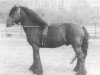 stallion Heltondale Hero (Fell Pony, 1977, from Heltondale Heather Lad)