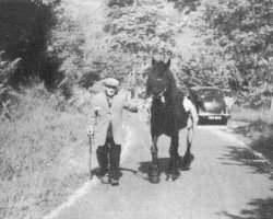 stallion Master John (Fell Pony, 1946, from Black Jock II)