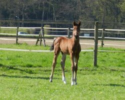 dressage horse Karlo (Oldenburg, 2015, from Krack C)