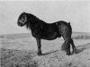 stallion Waverhead Rambler (Fell Pony, 1959, from Black Grouse)