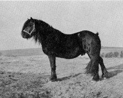 stallion Waverhead Rambler (Fell Pony, 1959, from Black Grouse)