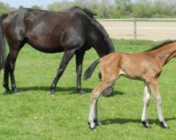 broodmare Dorada (Hanoverian, 2015, from Dorado)